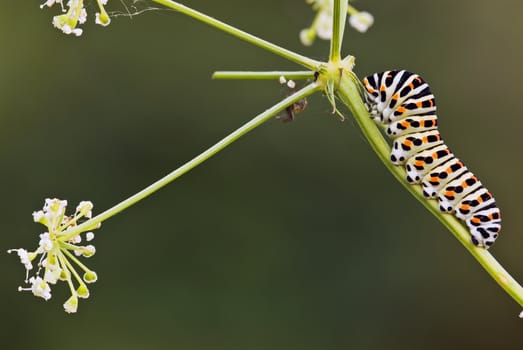 Caterpillar of Swallow Tail Butterfly, Papilio macaon