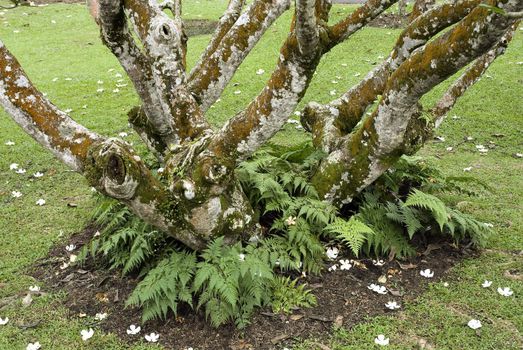 Ferns growing at base of a Plumeria tree