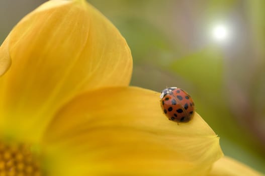 Ladybird on yellow Dahlia flower with lens flare