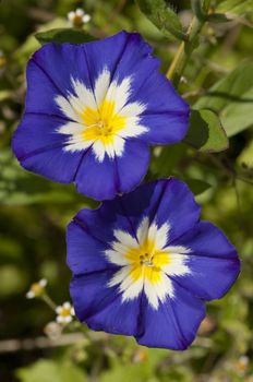 Blue, white and yellow Ipomea flowers