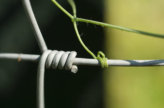 Imitation of nature: Vine tendril and wire spiral