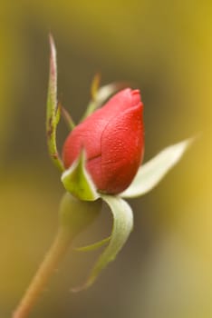 Red rose bud with dew drops among soft yellow blur