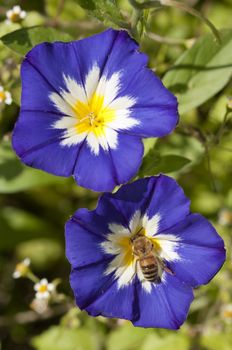 Honeybee collecting pollen on Ipomea flowers