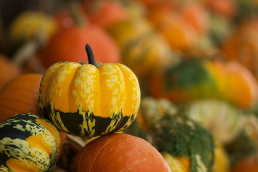 a soft focus pile of orange, green, and yellow gourds and pumpkins