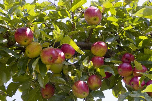 Red Apples on Tree Branches with Green Leaves