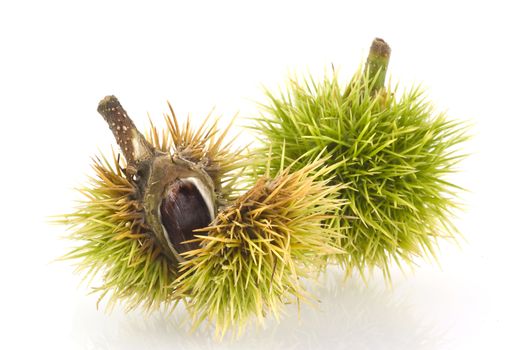 Chestnuts still in its shell, isolated on a white background.