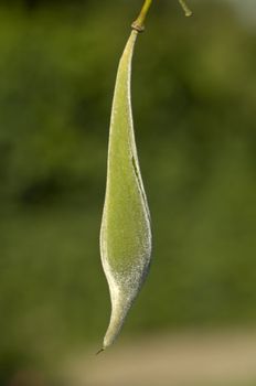 Fruit of the Wisteria sinensis ornamental plant