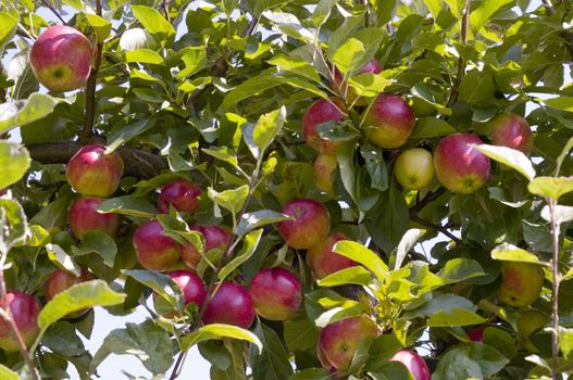 Red Apples on Tree Branches with Green Leaves