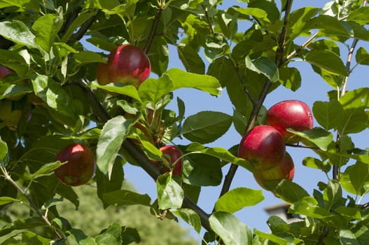 Red Apples on Tree Branches with Green Leaves