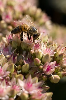 Honeybee collecting pollen on pink  flowers