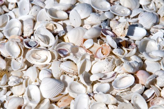 Seashells in mass on the beach on an island inflorida