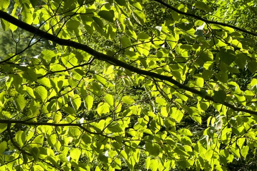 Sun through Tree Green Leaves