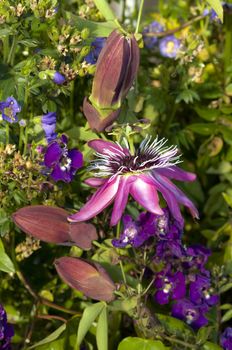 Passion flowers, Passiflora, among blue flowers