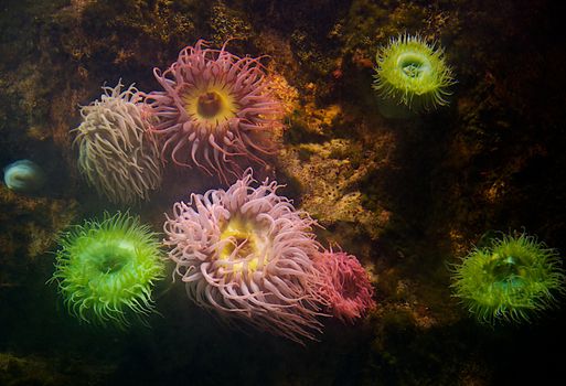 Colorful soft coral swaying in the water.  People vacation every year to destinations boasting beautiful coral reefs that these invertebrates inhabit.