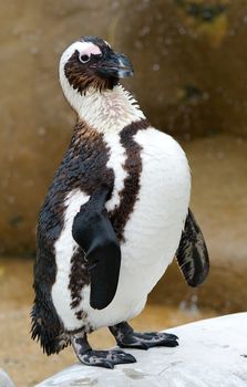 African penguin standing on webbed feet with beak slightly open.