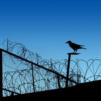 A Barbwire Fence with  Crow