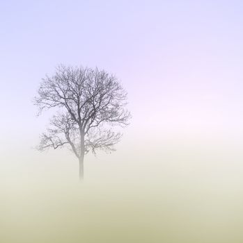 A Misty Morning with Tree