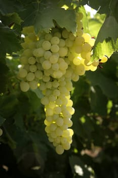 vineyard with white grapes