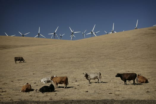 windmills on a hill in california with cows in foreground