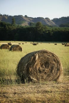 agricultural field with rolled stacks of hay