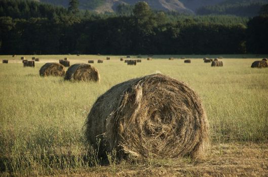 agricultural field with rolled stacks of hay