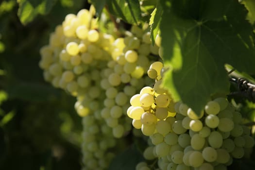 white grapes in a wine yard