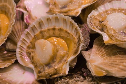 Fresh oysters on a market stall