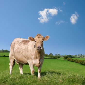 A Cow Grazing in Field