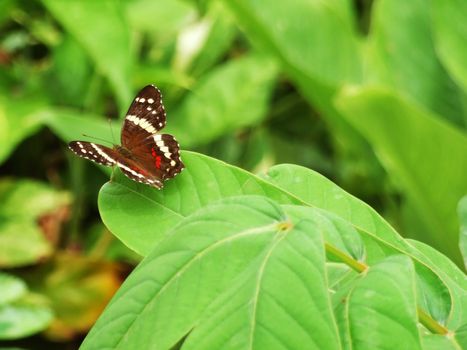 Close up picture of a tropical butterfly on a green leaf.