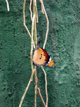 Close up picture of a tropical orange butterfly on a branch on a turquoise background.