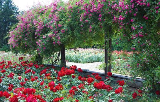 rose garden town of Rousse, Bulgaria