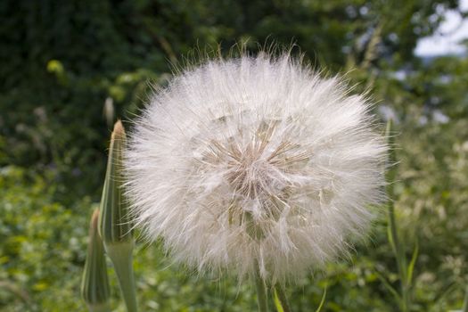 dandelion