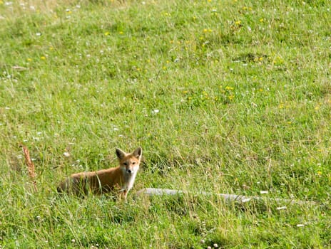 fox by log in a field of wildflowers and grasses