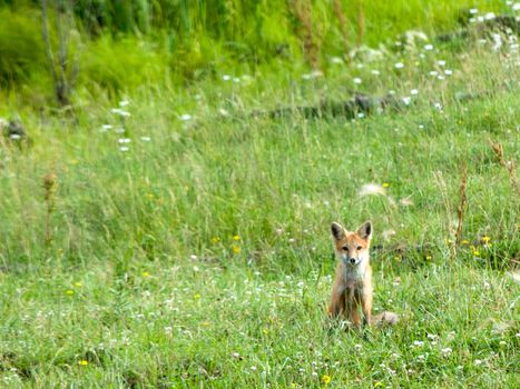 fox in field of wildflowers looking into camera