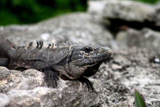 Iguana lying on a bed of rocks sunning it's self