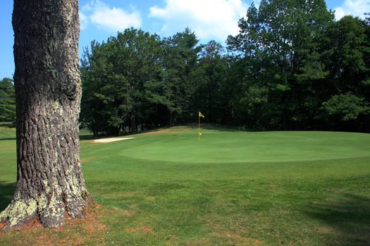 View of golf green with a large tree by it's side