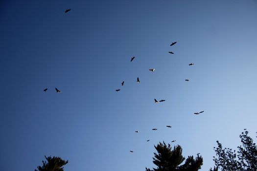 Group of falcons circling in the late afternoon sky