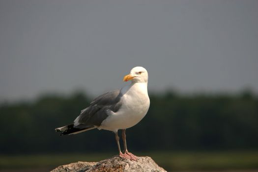 Seagull perched on a rock at the ocean