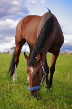 beauty bay horse eat green grass on field