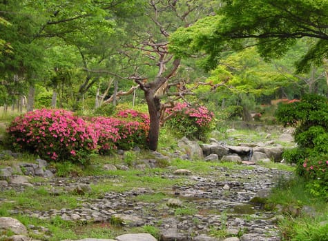 Summer japanese garden-Maruyama park from Kyoto          