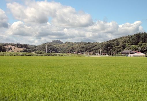 Specific rural Japanese landscape in a rice culture area during the summer.      