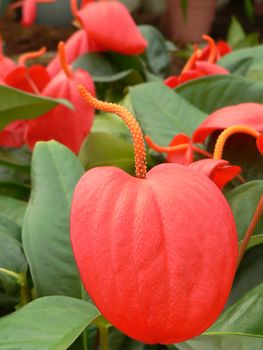 Flamingo lily or Anthurium also called "love flower" close-up