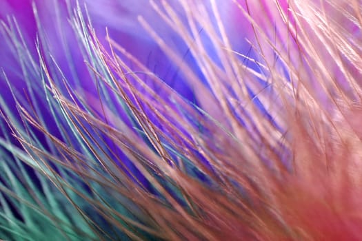 Beautiful photo of backlight feathers in an artistic composition