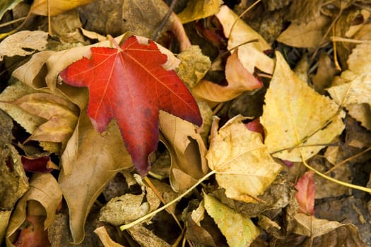 image of some coloured leaves in autumn