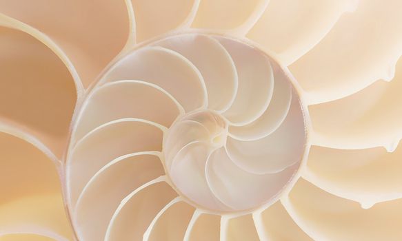 Beautiful nautilus seashell structure in a great composition that brings out the shapes and structure.