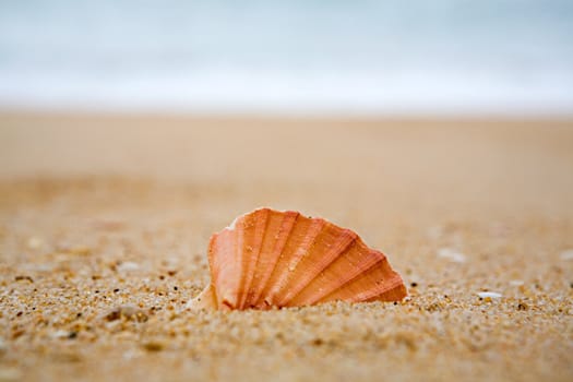 Orange cockleshell on a beach near the sea
