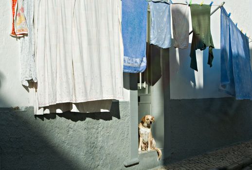 Dog and drying up linen in small city street

