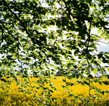 Spring leaves in front of a field of Oilseed rape
