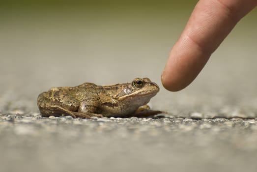 Nearly contackt between frog and a persons finger!