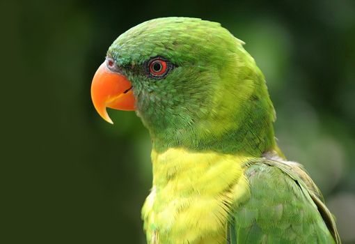 Bright colored bird poses for the viewer and, the photographer!